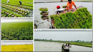 Paddy transplantation by Machine and its results