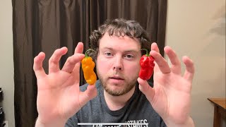 My new snacking pepper 🌶️ #review #pepper #food #capsaicin