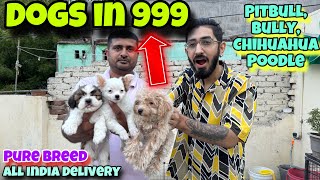 Cheapest Dogs Market In Delhi NCR | Bulldog, Husky, Pitbull, Shitzu | Dogs in 999 | Dinesh Pets