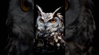 Owl Sound Effect HQ