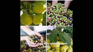 zeytin ağaçları ve incir ağaçları arasındaki bağlantı