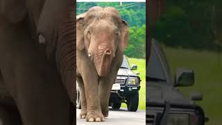 Elephant Cute walk #elephant #music