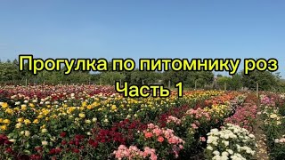 Питомник Роз / первое цветение / Июнь  2024🌹☀️часть 1