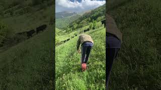 Steep slope Angus grazing