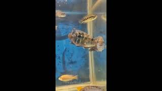 African cichlids on stock