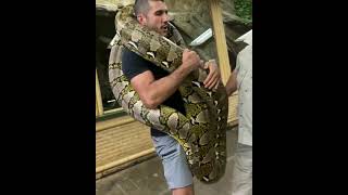 Biggest Snake 🐍😱 of World