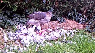 sparrowhawk with kill