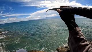 NGOMSET BARONANG II MANCING BARONANG II Rabbitfish