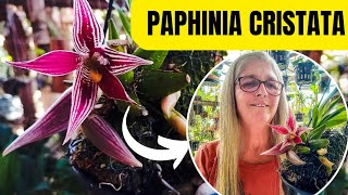 Segredos para cultivar orquídeas Paphinia cristata