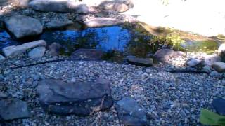 Amazing KOI Pond with 2 waterfalls and a stream!