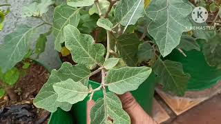 Terrace garden harvest // மாடி தோட்டம் // காய்கறி அறுவடை // sifa trends#