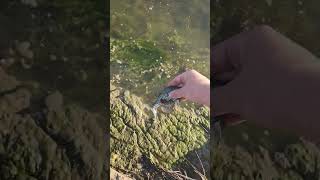 more black crappie release video!!!!