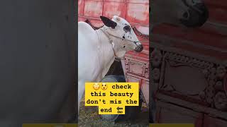 wow 😮😳 check out this beauty #youtubeshort #cow #housecow