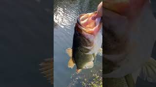 Check out this GIANT!!! #fishing #subscribe #youtube #comment #outdoors #bassfishing #shorts #giant