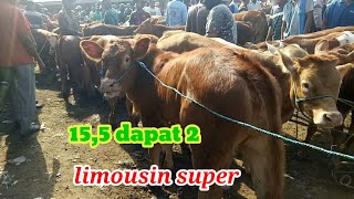 update harga pedet betina super// pasar kabuh jombang