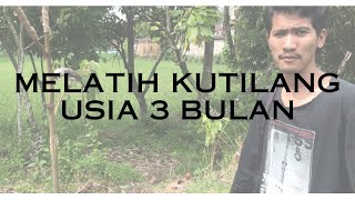 Cara melatih kutilang muda hutan usia 3 bulan menjadi pikat