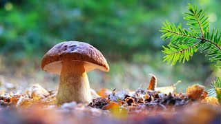 Porcini Mushrooms - hunting and foraging wild King bolete - Canada