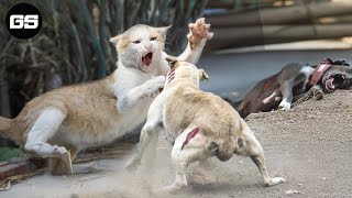 Scary Video Animal Fight |15 Chaotic Battles When Wild Cats Reckless Rushes Into The Dog's Territory