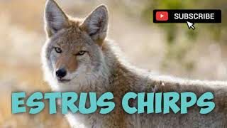 Coyote Hunting Call - Estrus Chirps - Mating Call - 14 Minutes - Free Download