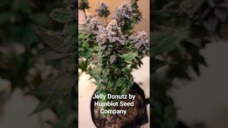 Jelly Donuyz, tested 21% THC using GemmaCert