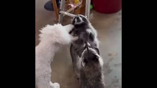 Raccoon playing with bubbles🤣 #shorts