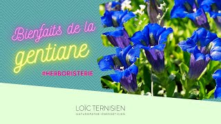 Les plantes médicinales : la gentiane