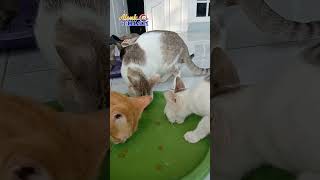 Senang Liat Mereka Akur #shots #cat #kucingmeow #kucing #catlover #cats #catmeow