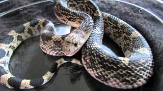 Northern Pine Snake Defensive Hissing