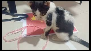 FUNNY CUTE CATS #funnycats #funnyvideos #trending #cats #funnymoments