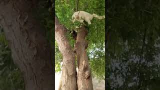 #cat #catty #catcute #caty #animal #funny #catee #cutecat #adorable #tree #neem #catplaying #viral