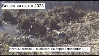 Весенняя охота с подсадной 2023. Наглый селезень выбежал на берег к подсадной))))