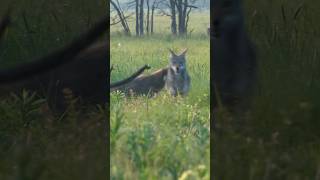 Self-defense! #foxpro #coyote #hunting #shorts