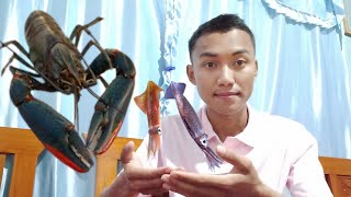 MEMBERI MAKAN LOBSTER AIR TAWAR DENGAN CUMI CUMI #lobster #lobsterairtawar #redclaw #indonesianfood