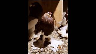 Magpie Pouter Loft || #foryou #viralvideo #viral #youtubeshorts #ytshorts #trending #reels