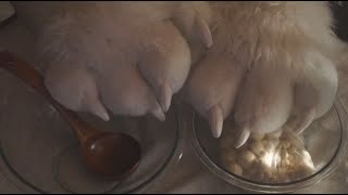 [Furry ASMR] Soapy Wood Soup in Glass Bowls!