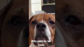 Kitty winks for her treats