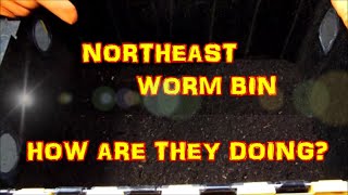 Northeast Worm bin, how are they doing