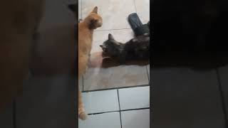 Cicek yg dipermainkan.. #anabul #shortscat #cats #youtubeshorts