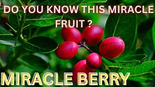 Miracle Fruit: The Berry that Makes Everything Taste Sweet | #Miracleberry | #Rarefruit | Red berry