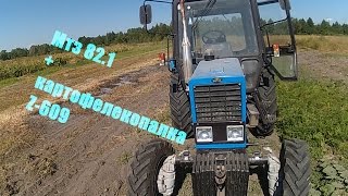 Копаю картошку. Мтз 82.1 + картофелекопалка Z-609