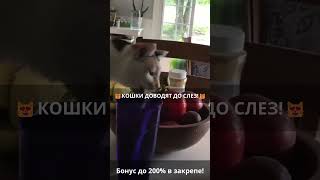 😂Кошки-комики: приколы и нарезки для смеха😂 Эпизод 699