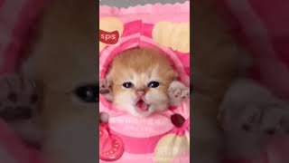 kitty ll cute kitty ll Amazing video ll