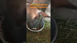 Tidak mau makan ini solusinya untuk sapi kalian #peternakan #shorts #sapi