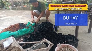 Organic Farming Malunggay Seedling #youtube