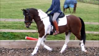 Cookie Dressage