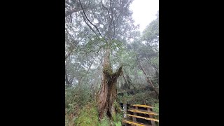 #171 【Around Taiwan On Foot】《Yilan》 Luo Dong Transfer Station【Bus】Taipingshan Forest【3 KM】