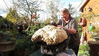 Forest School | Wasp Nest