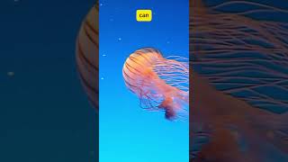 Discover the Immortal Jellyfish Secret  Life | #shorts