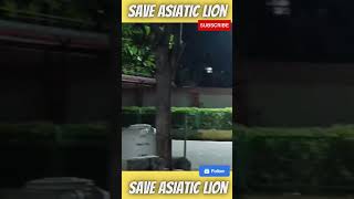 Watch till end | pushpa aaya hai | #pushpa2 #savelion #saveasiaticlion #asiaticlions