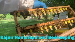 Checking Grafting Frame and Transferring a Nuc to Ten Frame Hive #grafting #beekeeping#queenrearing